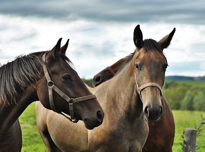 Ippica, Fise: 'Superare il divario tra cavallo agricolo e sportivo'