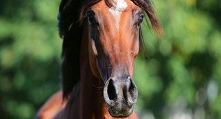Cavallo arabo protagonista alla Fieracavalli di Verona