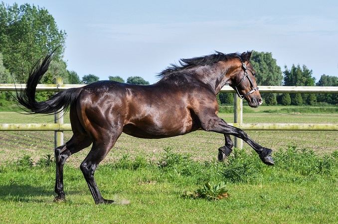 Covid-19, la petizione: 'Creare un fondo salva cavalli e salva ippica'