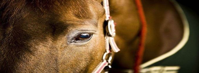Lav, Rapporto Zoomafia 2015: 'Ippica, 110 i cavalli dopati in gare ufficiali'