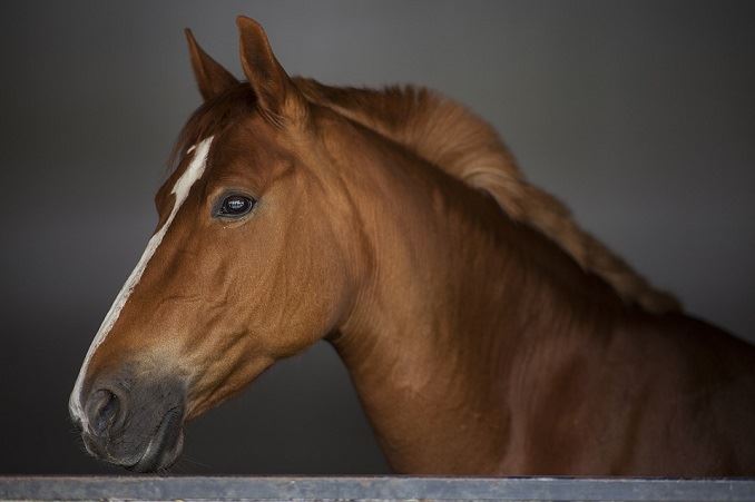 Siracusa, 5 denunciati per corse clandestine di cavalli