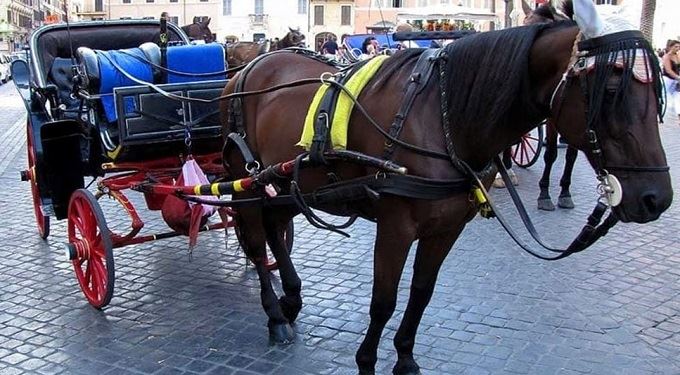 Botticelle a Roma, Tar dà ragione al sindaco: 'Cavalli al primo posto'